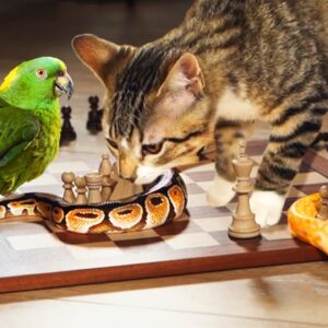 Animals Playing Chess